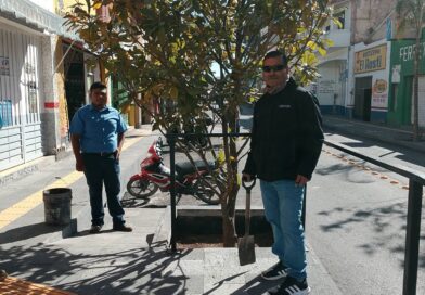 SIMAPARG realiza mantenimiento de arbolado en la calle Hidalgo para mejorar el entorno urbano