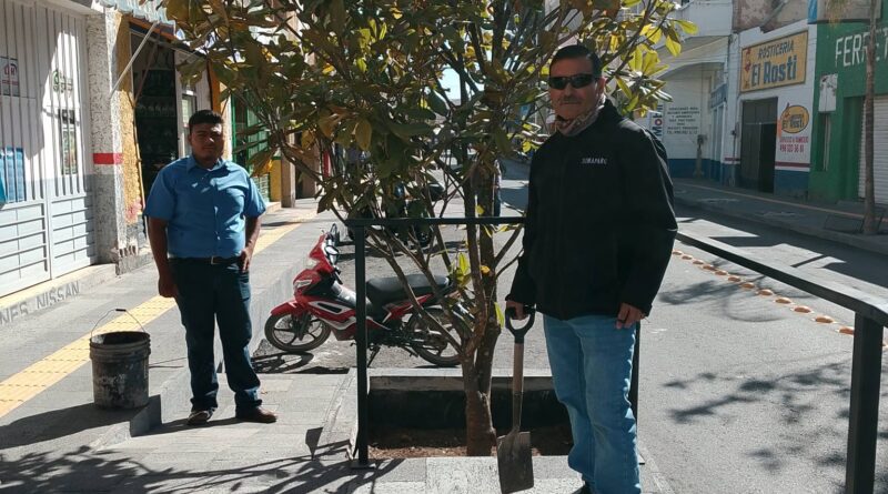 SIMAPARG realiza mantenimiento de arbolado en la calle Hidalgo para mejorar el entorno urbano